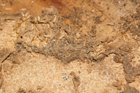 白蟻に喰われた跡