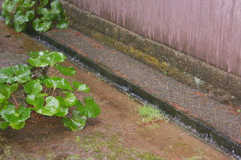 雨